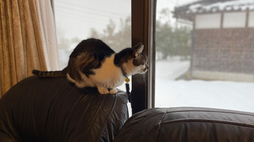 雪を眺めるサスケ